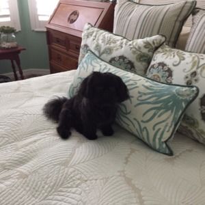 Meet your Posher, Donna